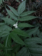 Sambucus gaudichaudiana