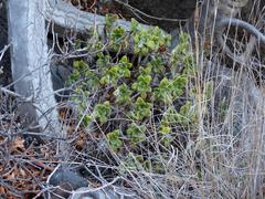 Aeonium lindleyi image