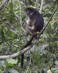 Piliocolobus tephrosceles