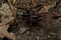 Leichhardteus