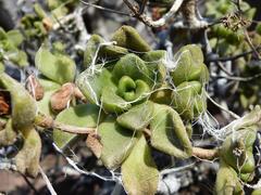 Aeonium lindleyi subsp. lindleyi image