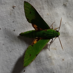 Euchloron megaera serrai