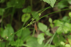 Carex emmae