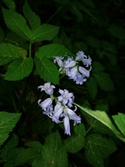 Hyacinthoides hispanica