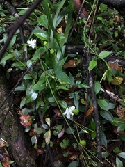 Libertia paniculata