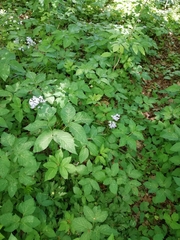 Hyacinthoides hispanica