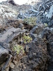 Aeonium lindleyi image