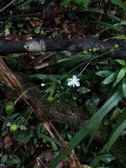 Libertia paniculata