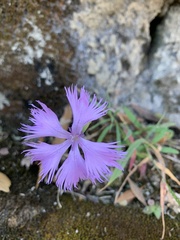 Dianthus palinensis