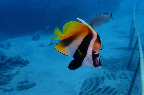 Masked bannerfish (Heniochus monoceros) — Chaetodontidae