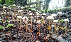 Laccaria masoniae