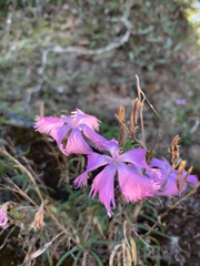 Dianthus palinensis