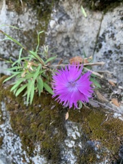 Dianthus palinensis