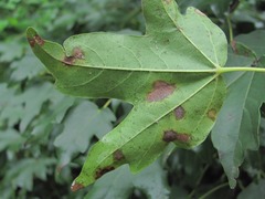 Asteromella platanoidis