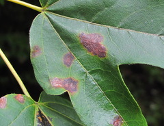 Asteromella platanoidis