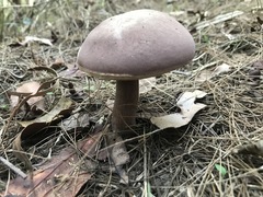 Tylopilus brunneus