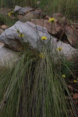 Bobartia orientalis