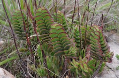 Crassula latibracteata