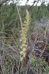 Holothrix schlechteriana