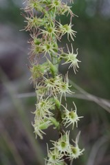 Holothrix schlechteriana