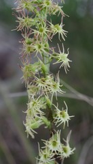 Holothrix schlechteriana