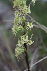 Holothrix schlechteriana