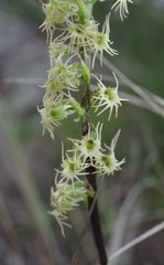 Holothrix schlechteriana