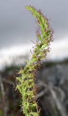 Holothrix schlechteriana