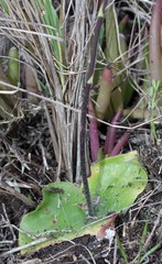 Holothrix schlechteriana