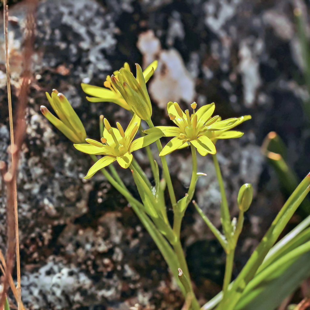 Gagea lusitanica