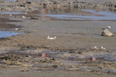 Charadrius placidus