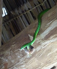 Philothamnus punctatus