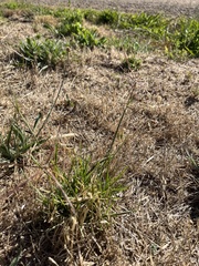 Enteropogon acicularis