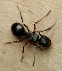 Polyrhachis patiens