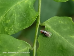 Homoneura discoglauca