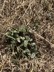 Boerhavia dominii