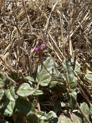 Boerhavia dominii