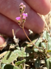 Boerhavia dominii
