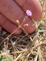 Boerhavia dominii