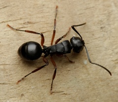 Polyrhachis patiens