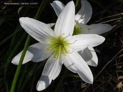 Zephyranthes atamasco