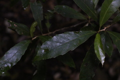 Argophyllum nullumense