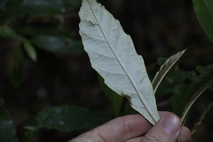 Argophyllum nullumense