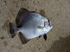 Ephippidae