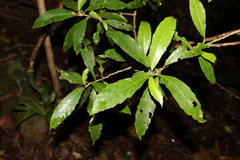 Argophyllum nullumense