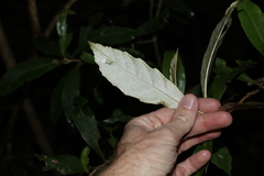 Argophyllum nullumense