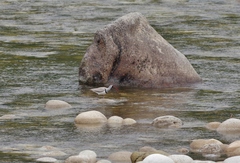 Ibidorhyncha struthersii