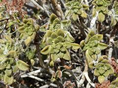 Aeonium lindleyi subsp. lindleyi image