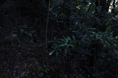 Argophyllum nullumense