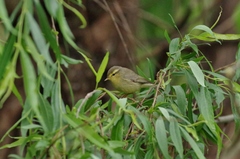 Phylloscopus affinis